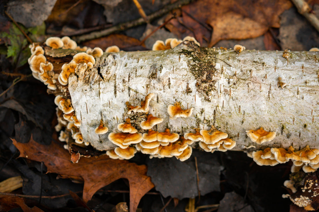 Birch Chaga vs. Chaga