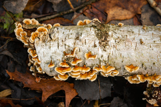 Birch Chaga vs. Chaga
