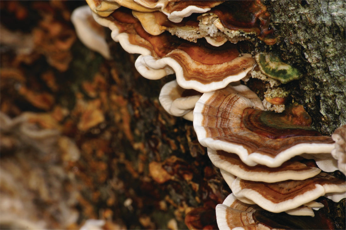 Medicinal Mushrooms Benefits for Immune and Whole-Body Health