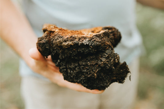 Birch Chaga: The Antioxidant Mushroom for Immune and Cellular Health