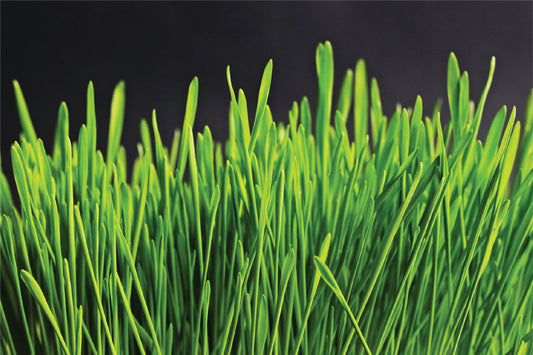 The Importance of Immune Health: How to Strengthen Your Immune System Naturally