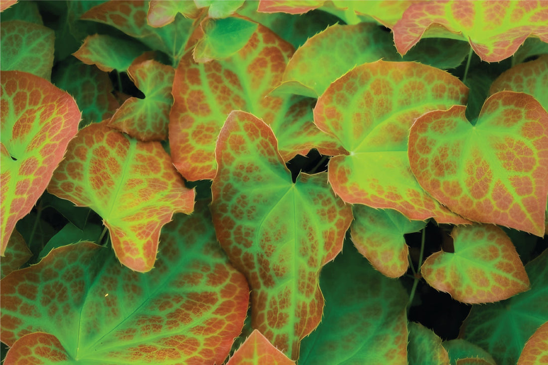 Horny Goat Weed: Natural Support for Sexual Health