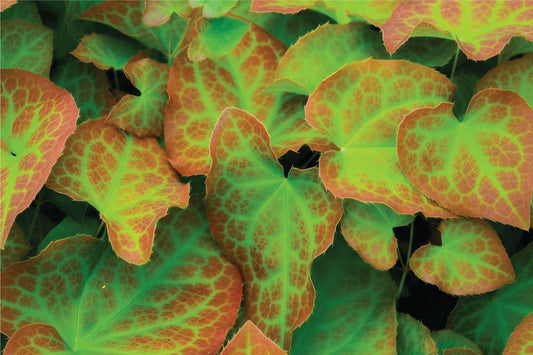 Horny Goat Weed: Natural Support for Sexual Health