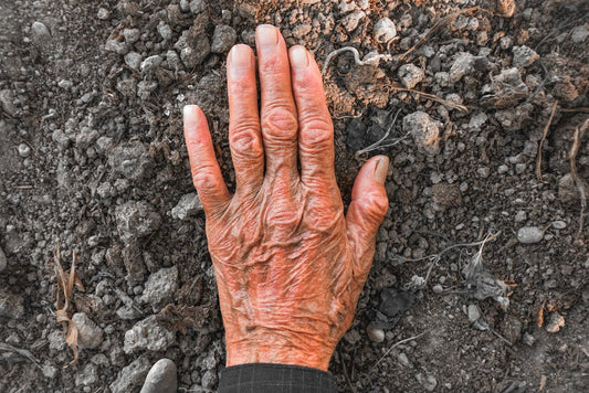 Understanding nad+ precursors for longevity