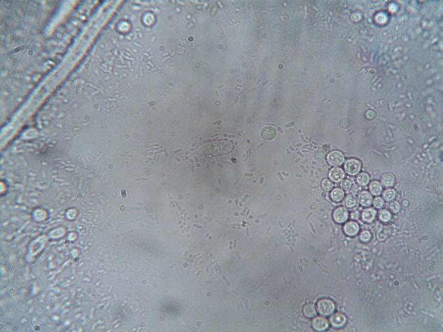 Understanding the science of cellular aging