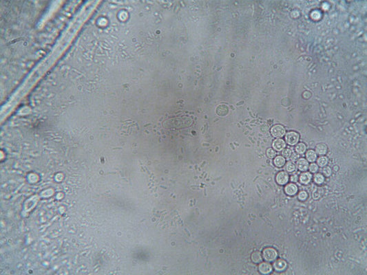Understanding the science of cellular aging